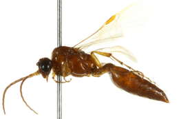 Image of Brachycistidinae