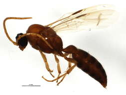 Image of Brachycistidinae