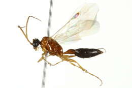 Image of Brachycistidinae