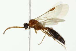 Image of Brachycistidinae