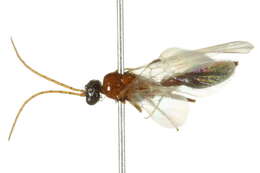 Image of Brachycistidinae