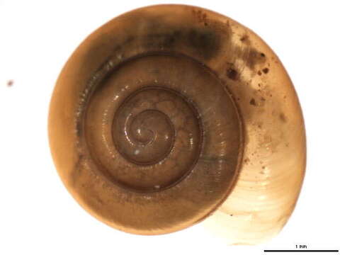 Image of Gastrodontidae