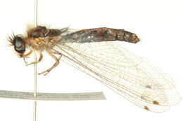 Image of Ascalaphinae