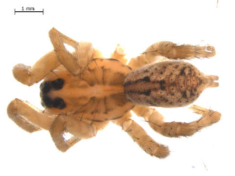 Image of Burrowing Wolf Spiders