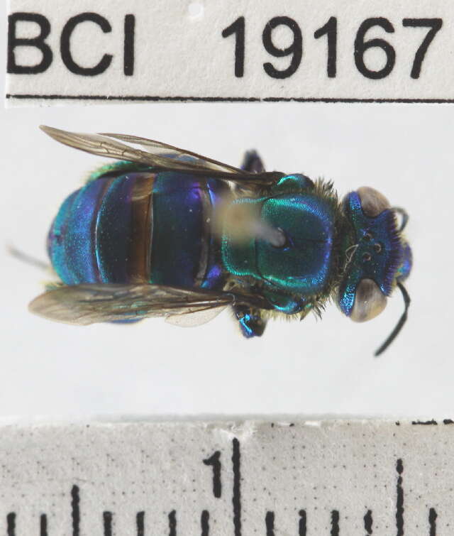 Image of orchid bee