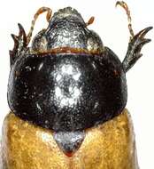 Image of Cyclocephala melanocephala (Fabricius 1775)