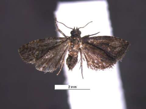 Image of Gymnandrosoma