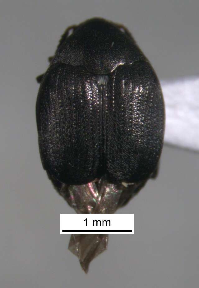 Image of Seed Beetle