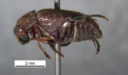 Image of Amblycerus