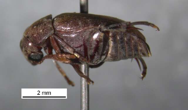 Image of Amblycerus