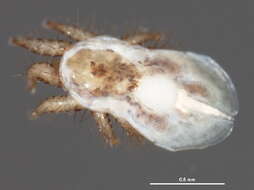 Image of Spinturnicidae