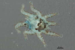 Image of Spinturnicidae