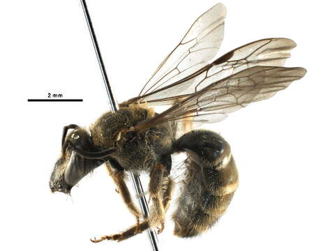 صورة Thrinchostoma Saussure 1890