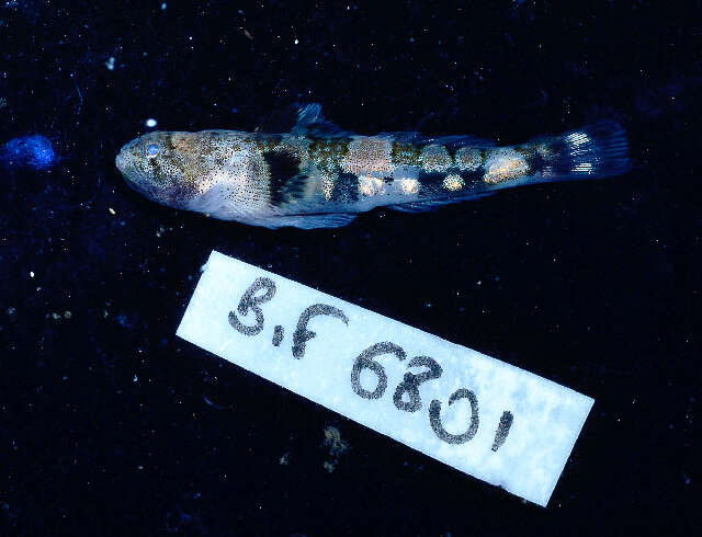 Image of Schismatogobius