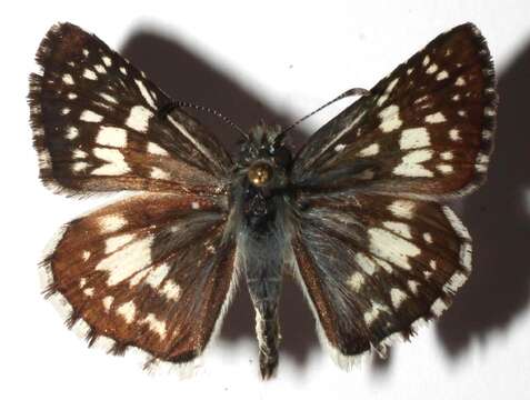 Image of Checkered-Skippers, White-Skippers, and Allies