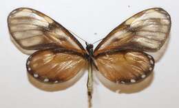 Image of Pteronymia latilla Hewitson 1854