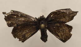 Image of Morvina fissimacula Mabille 1878