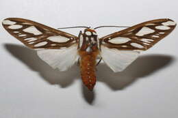 Image of Robinsonia polyplagia Schaus 1901