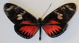 Image of Heliconius