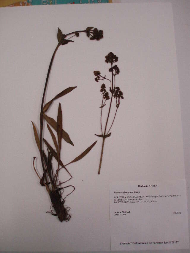 Image of valerian