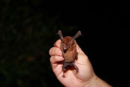 Image of Nectar Bats.