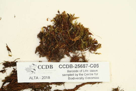 Image of cyrtomnium moss