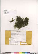 Image of dichelyma moss