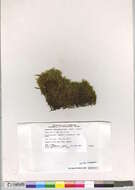 Image of sanionia moss