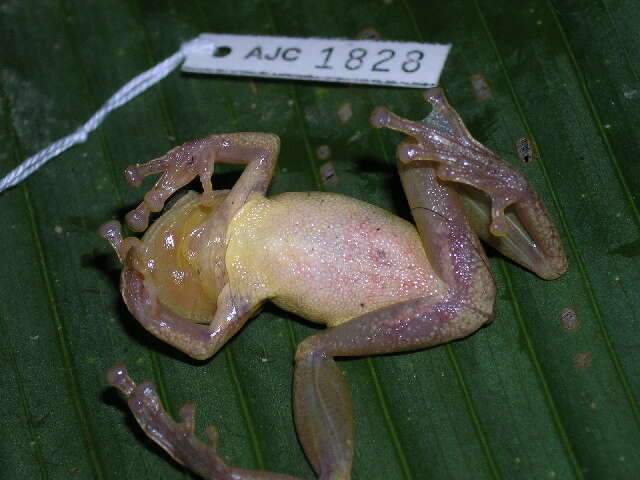 Image of Scinaxinae Duellman, Marion & Hedges 2016