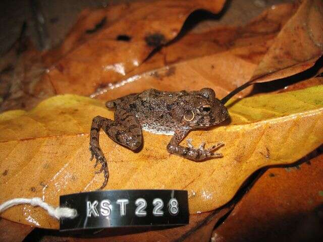 Image of Craugastoridae Hedges, Duellman & Heinicke 2008