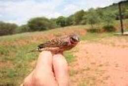 Image of estrildid finches