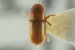 Image of Scolytodes