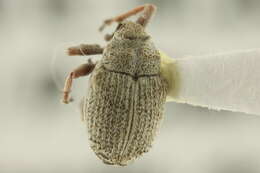 Image of Minute Seed Weevils