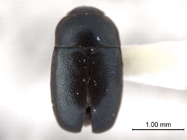 Image of Meligethinae