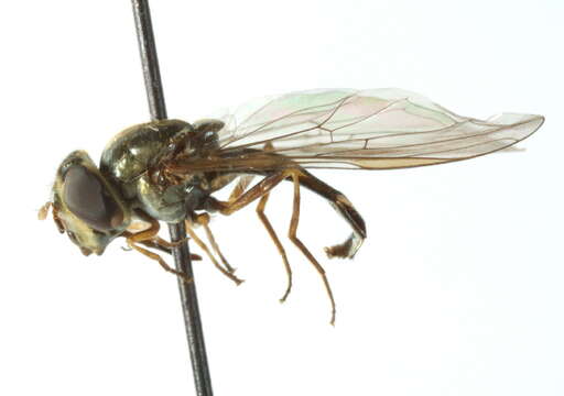 صورة Argentinomyia