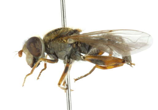 Image of Anasimyia