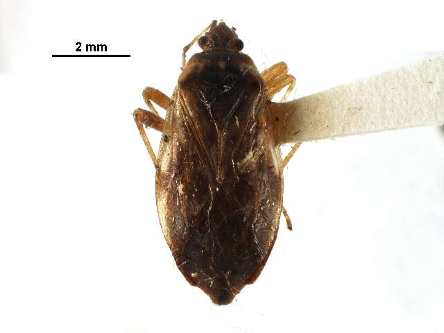 Image of Idiostolidae