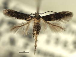 Image of Chrysopeleia
