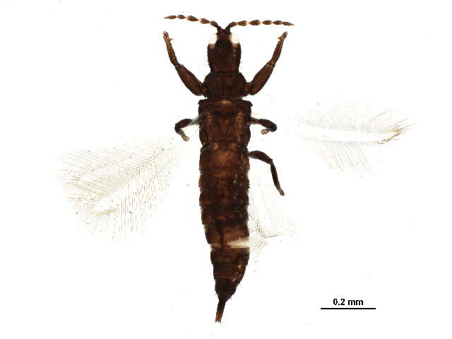 Image of Hoplandrothrips