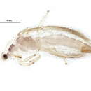 صورة Mycterothrips