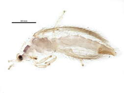 Image of Mycterothrips