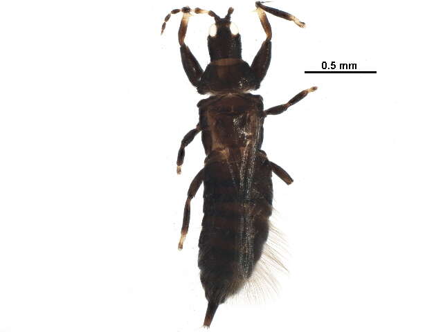 Image of Hoplandrothrips