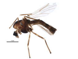 Endochironomus resmi