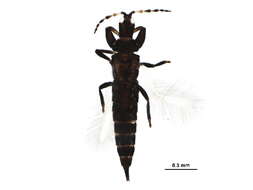 Image of Hoplandrothrips