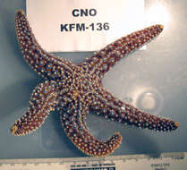 Image of Pacific Sea Stars