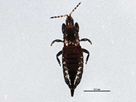 Image of Liothrips