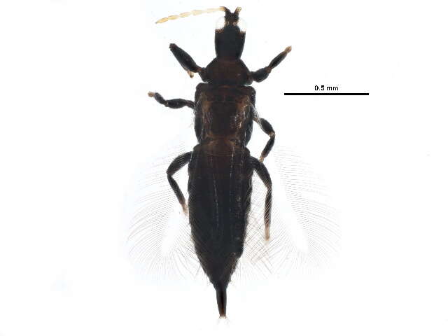 Image of Liothrips