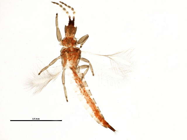 Image of Hoplandrothrips