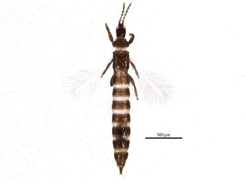 Image of Karnyothrips