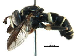 Image of Spilomyia